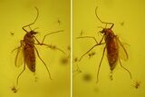 Fossil Fly (Diptera) In Baltic Amber #170097-1